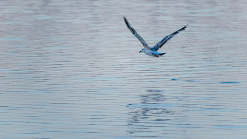 Seagull flight